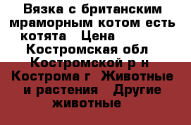 Вязка с британским мраморным котом,есть котята › Цена ­ 1 500 - Костромская обл., Костромской р-н, Кострома г. Животные и растения » Другие животные   
